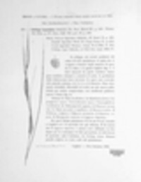 Tranzscheliella hypodytes image
